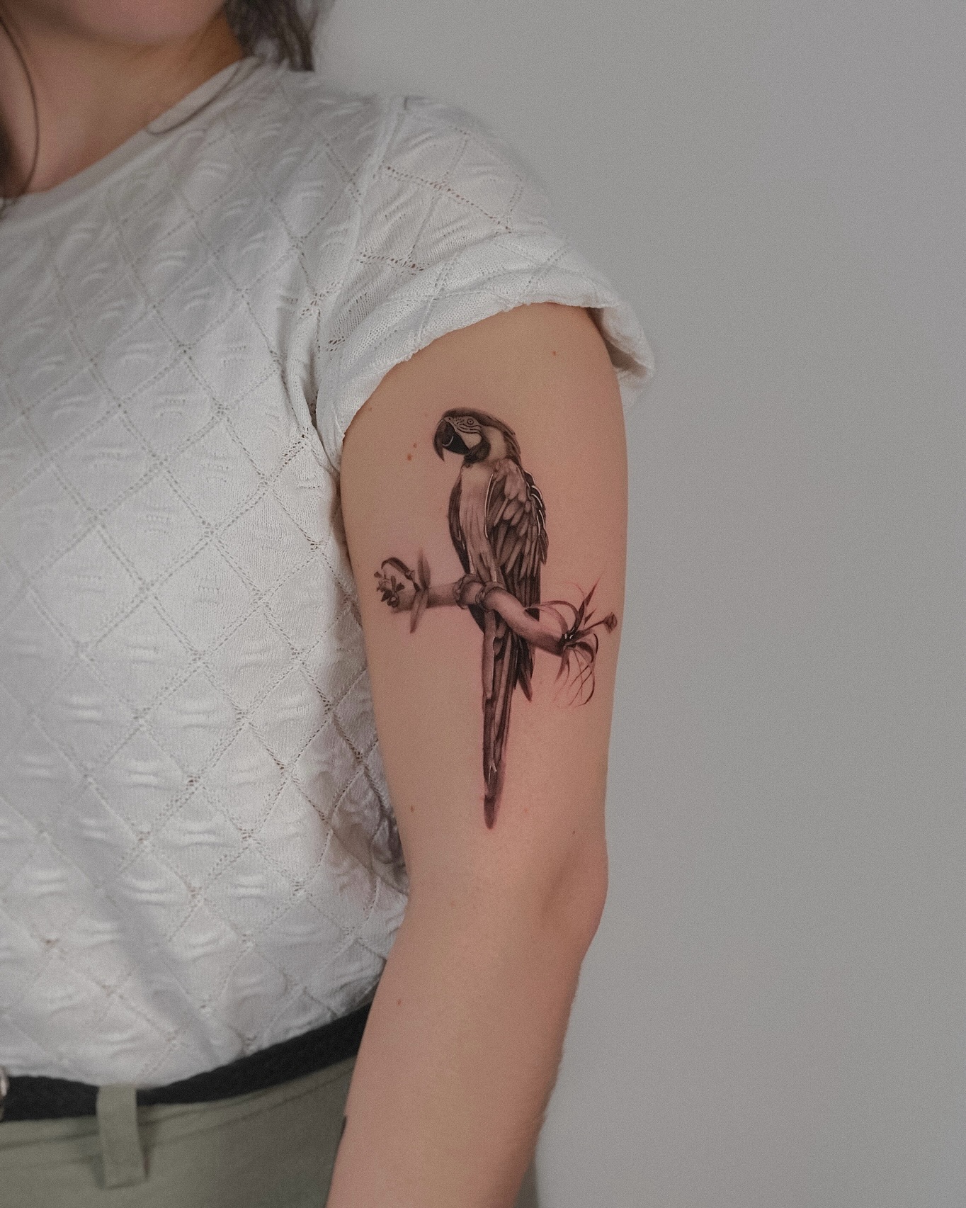 Animal, Nature, 앵무새