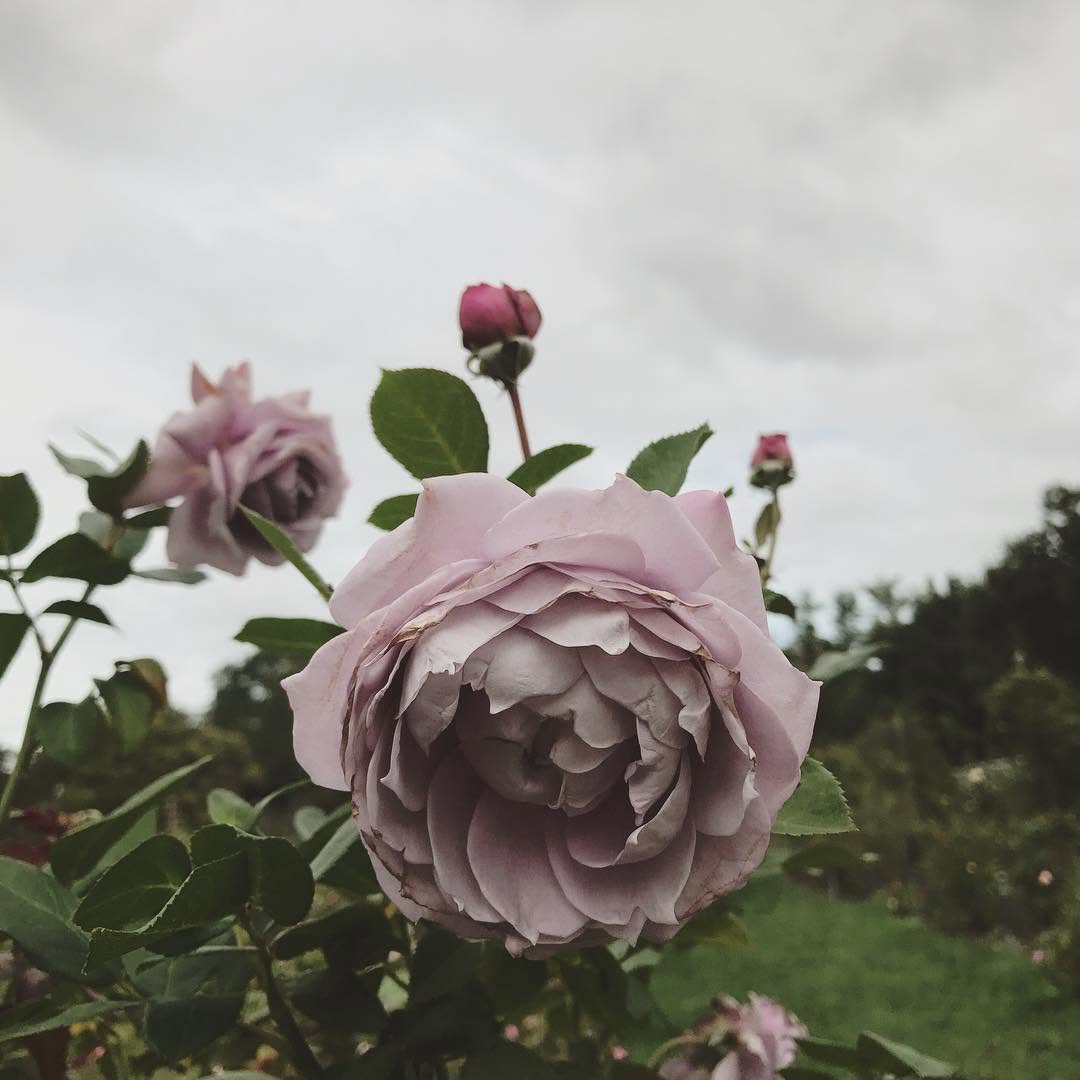 Flower, Rose, Nature