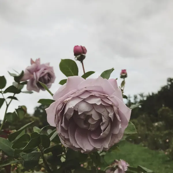 Flower, Rose, Nature