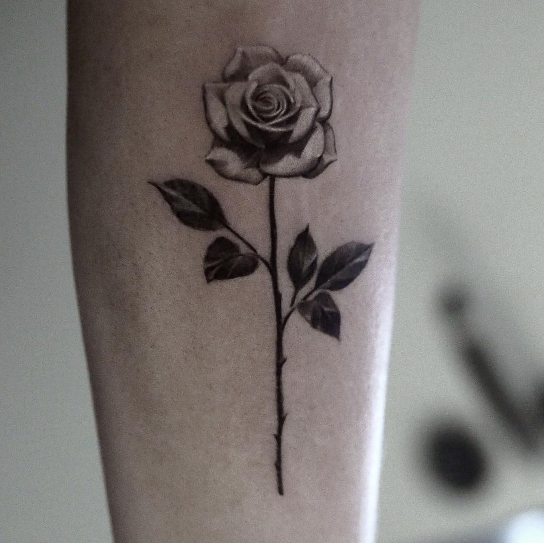 Flower, Rose, Nature
