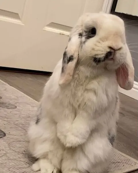 Animal