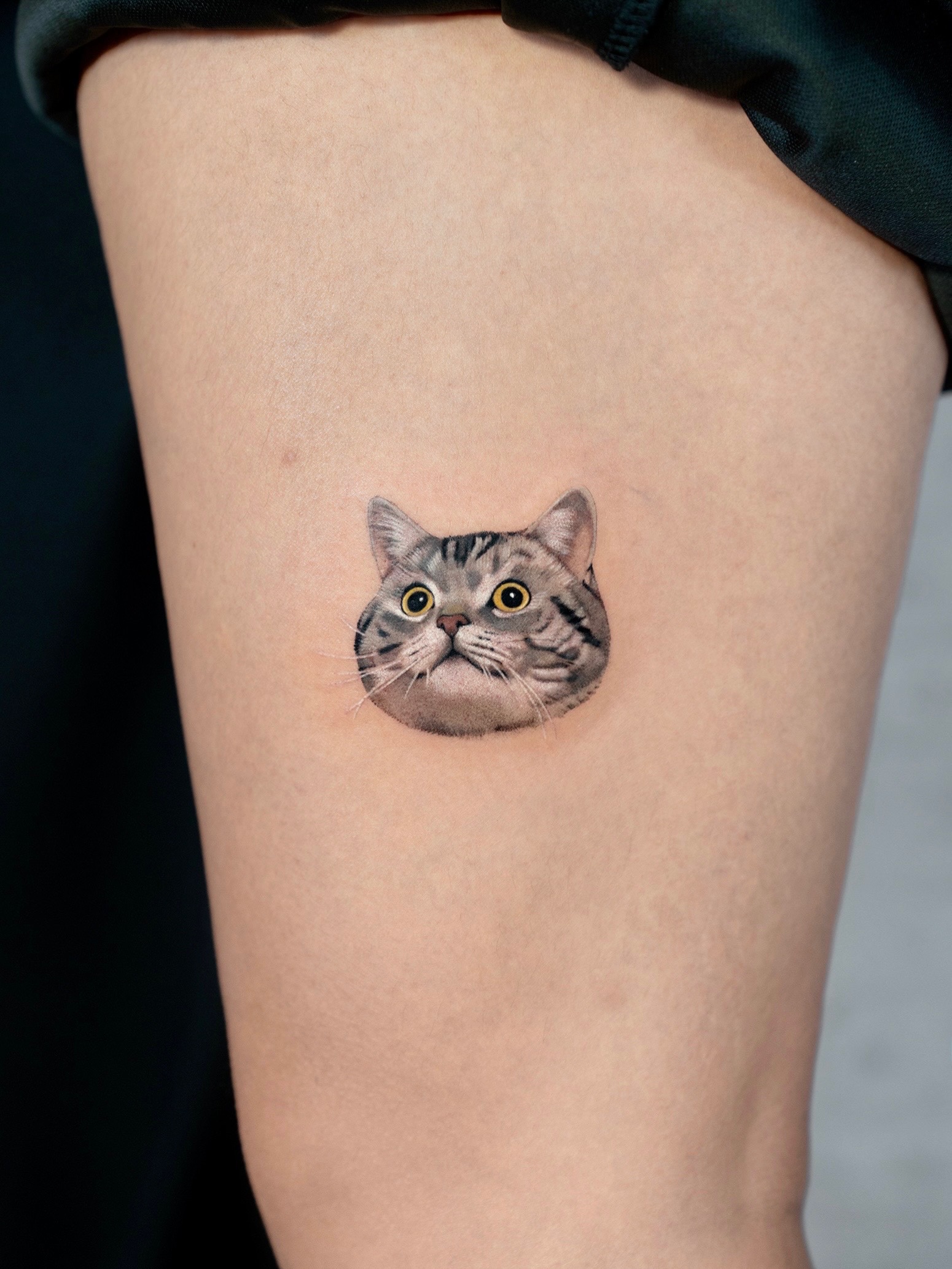 고양이, 반려동물