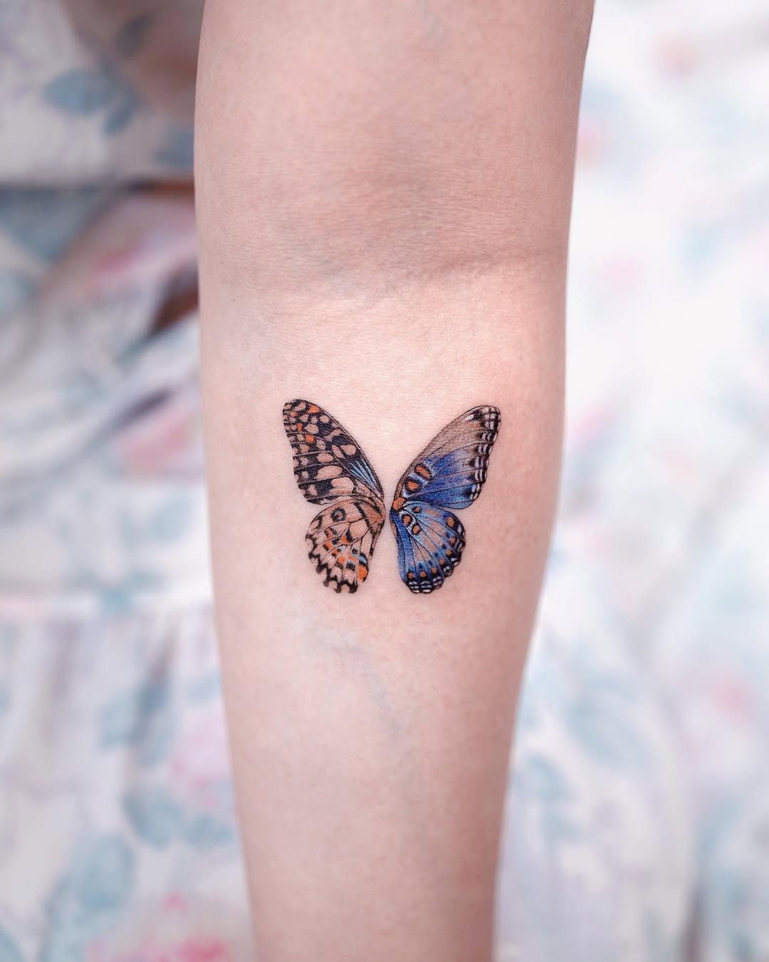 Animal, Nature, 나비