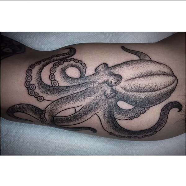 Animal, 문어