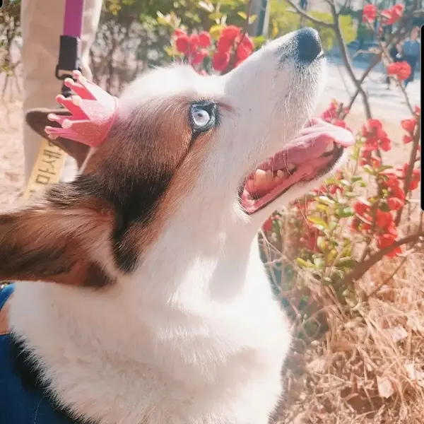 소, Animal, 쥐