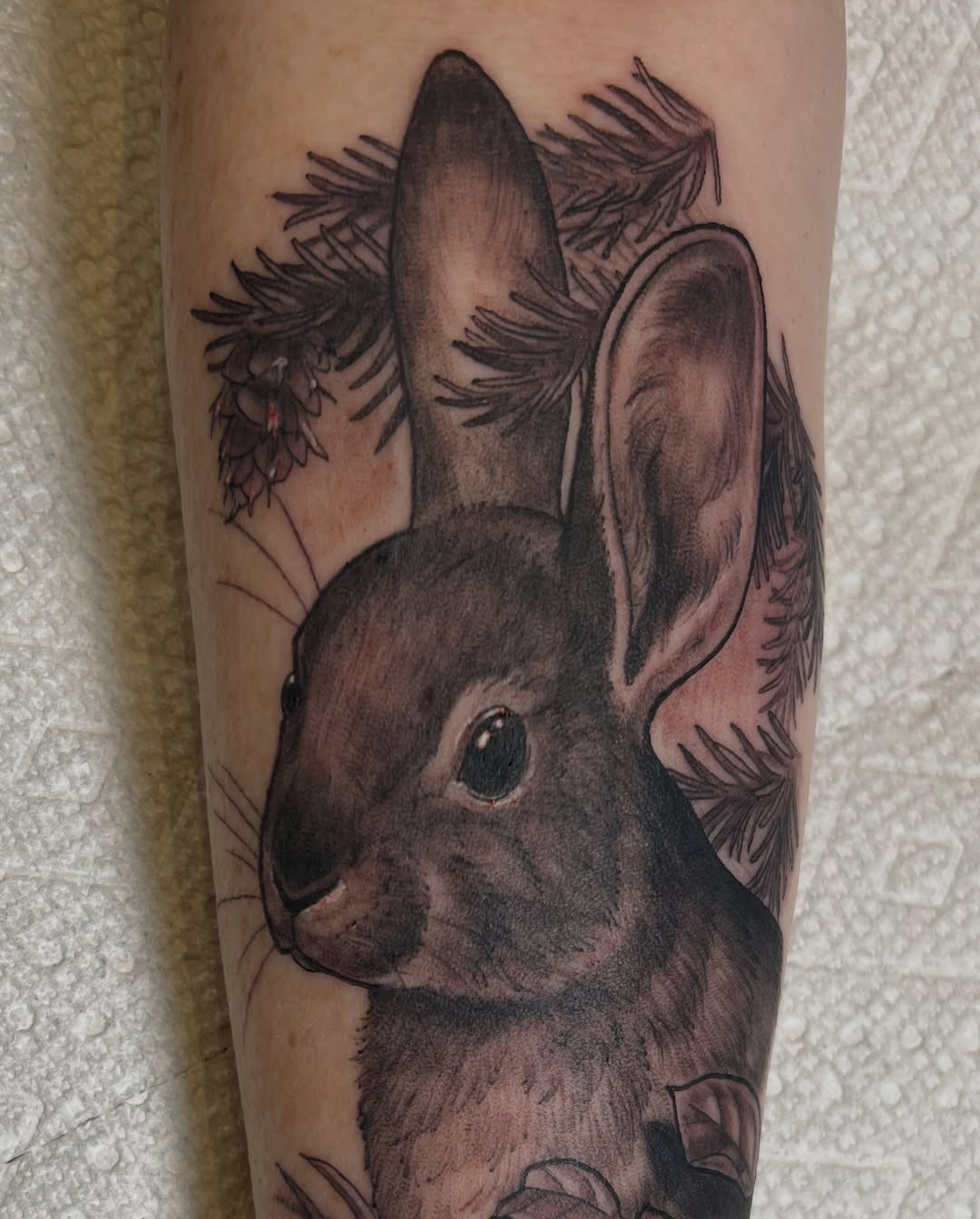 Animal, 토끼