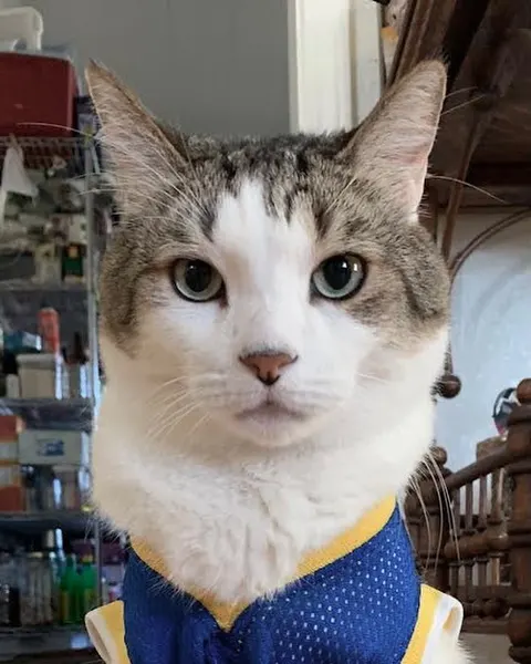고양이