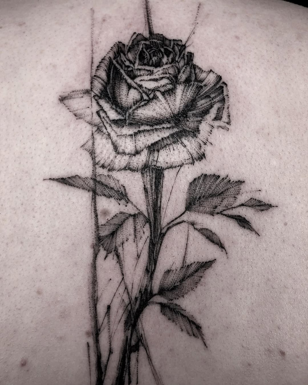 Flower, Rose, Nature