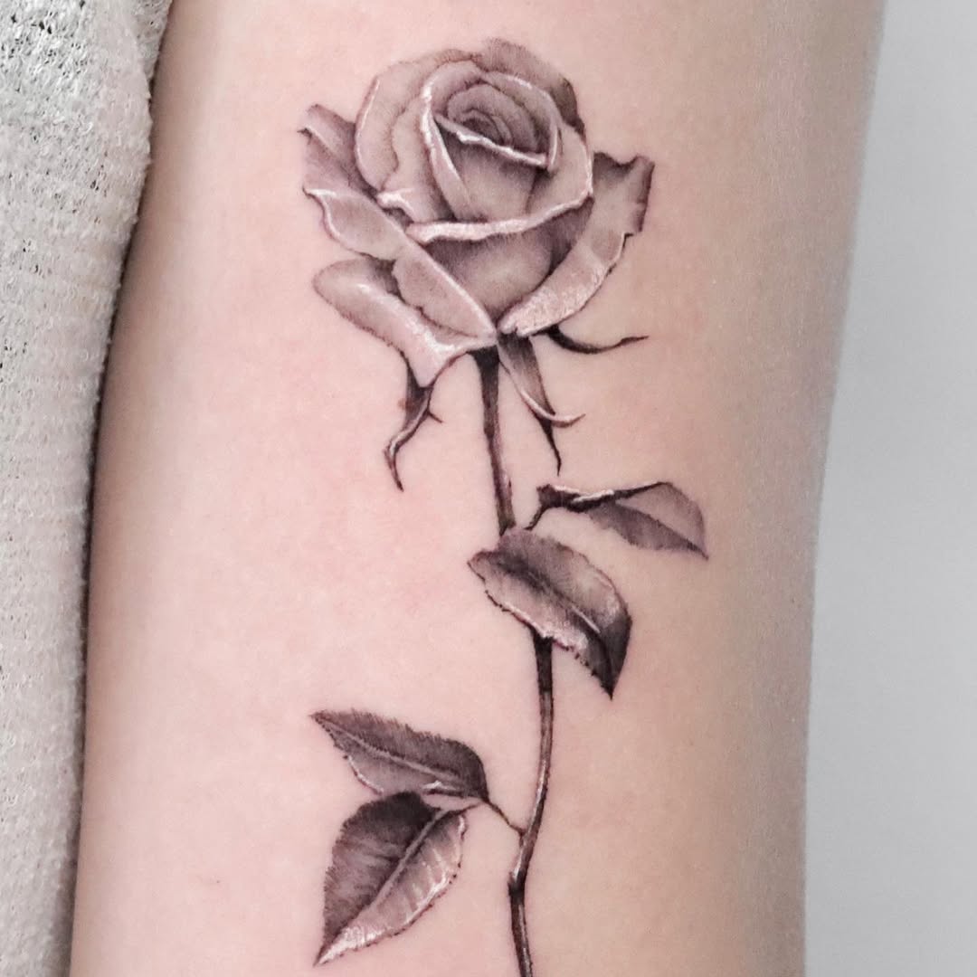 Flower, Rose, Nature