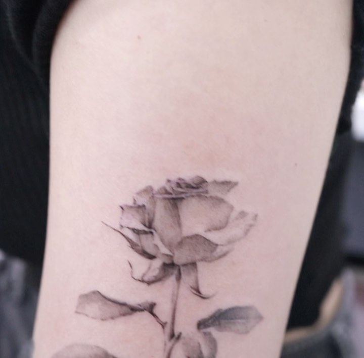 Flower, Rose, Nature
