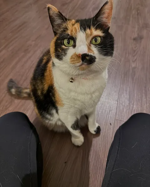 Animal
