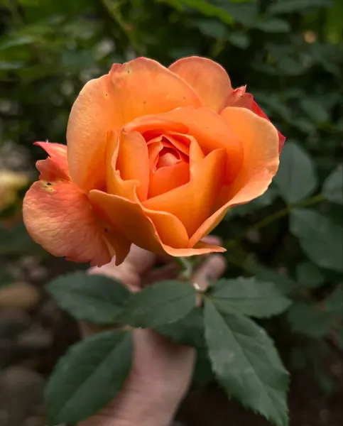 Flower, Rose, Nature