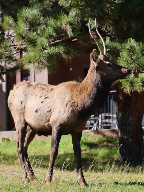 사슴