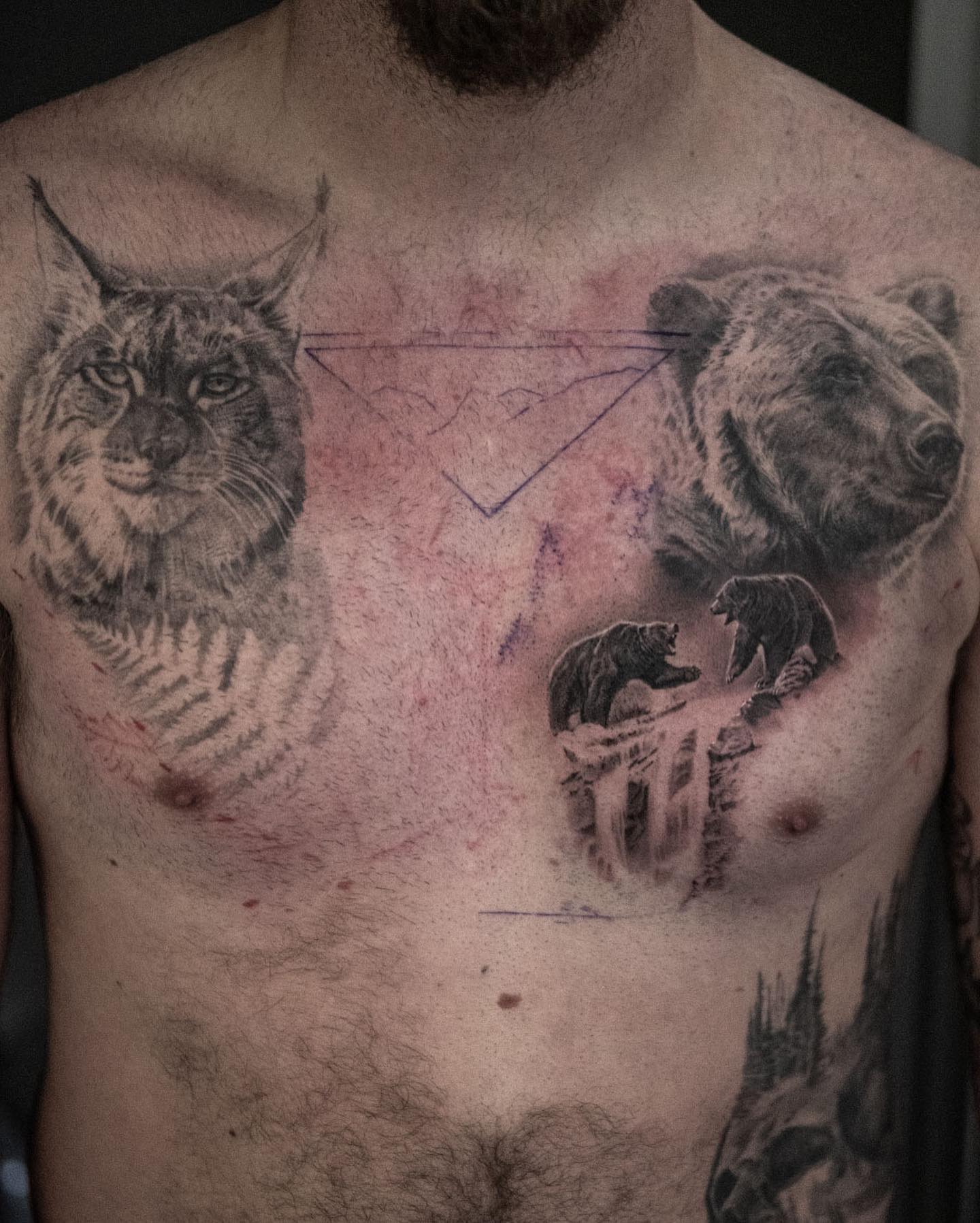 Animal, 곰