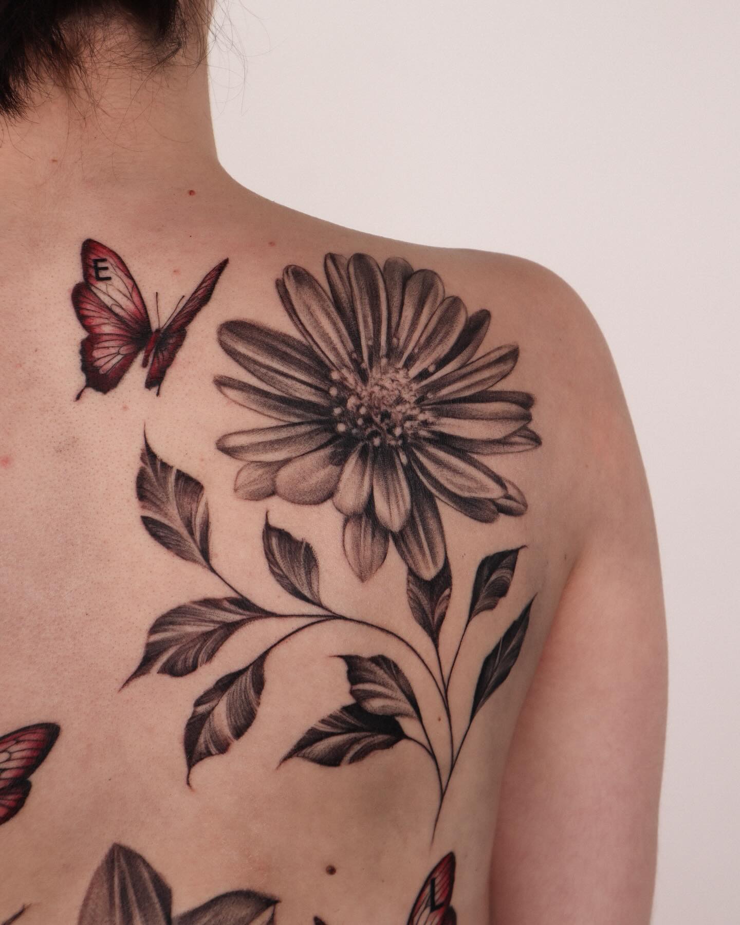Flower, Nature, Rose