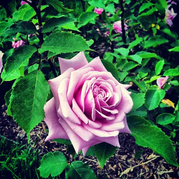 Flower, Rose, Nature