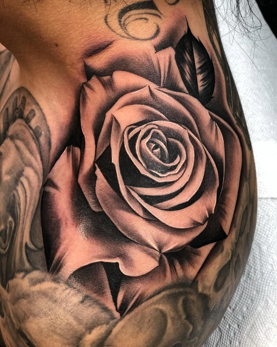 Flower, Rose, Nature