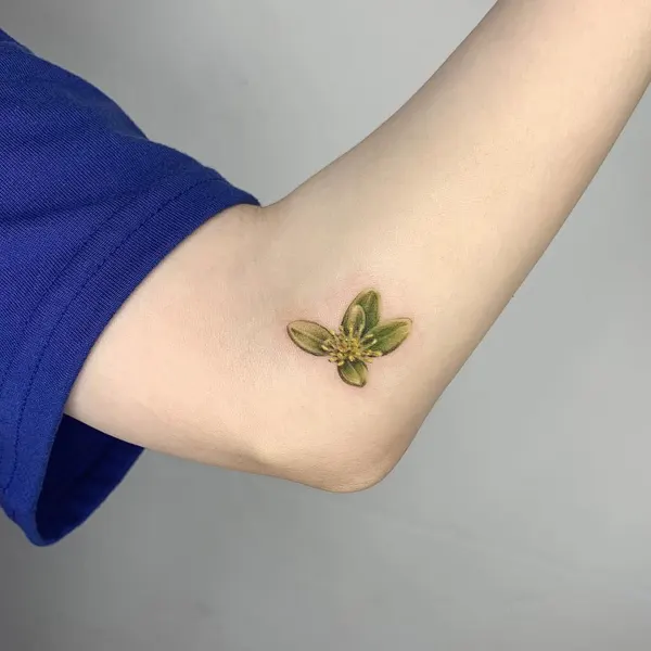 Flower, 잎, 단풍잎, 은행잎, 허브