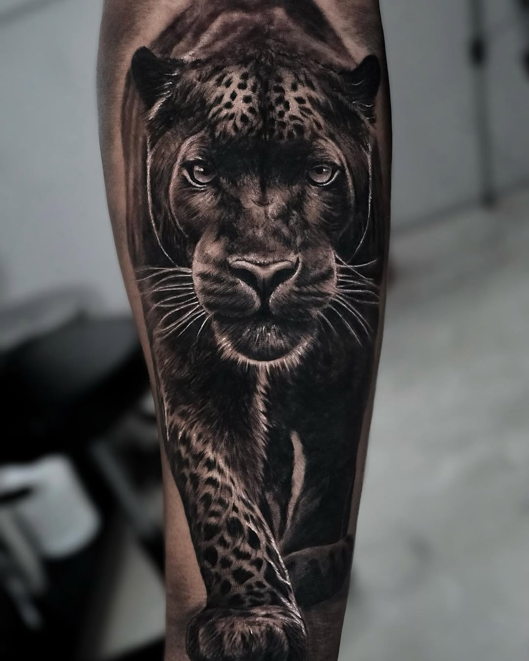 Animal, 재규어, 팬서, 표범