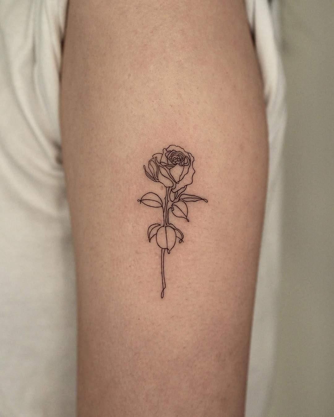 Flower, Rose, Nature
