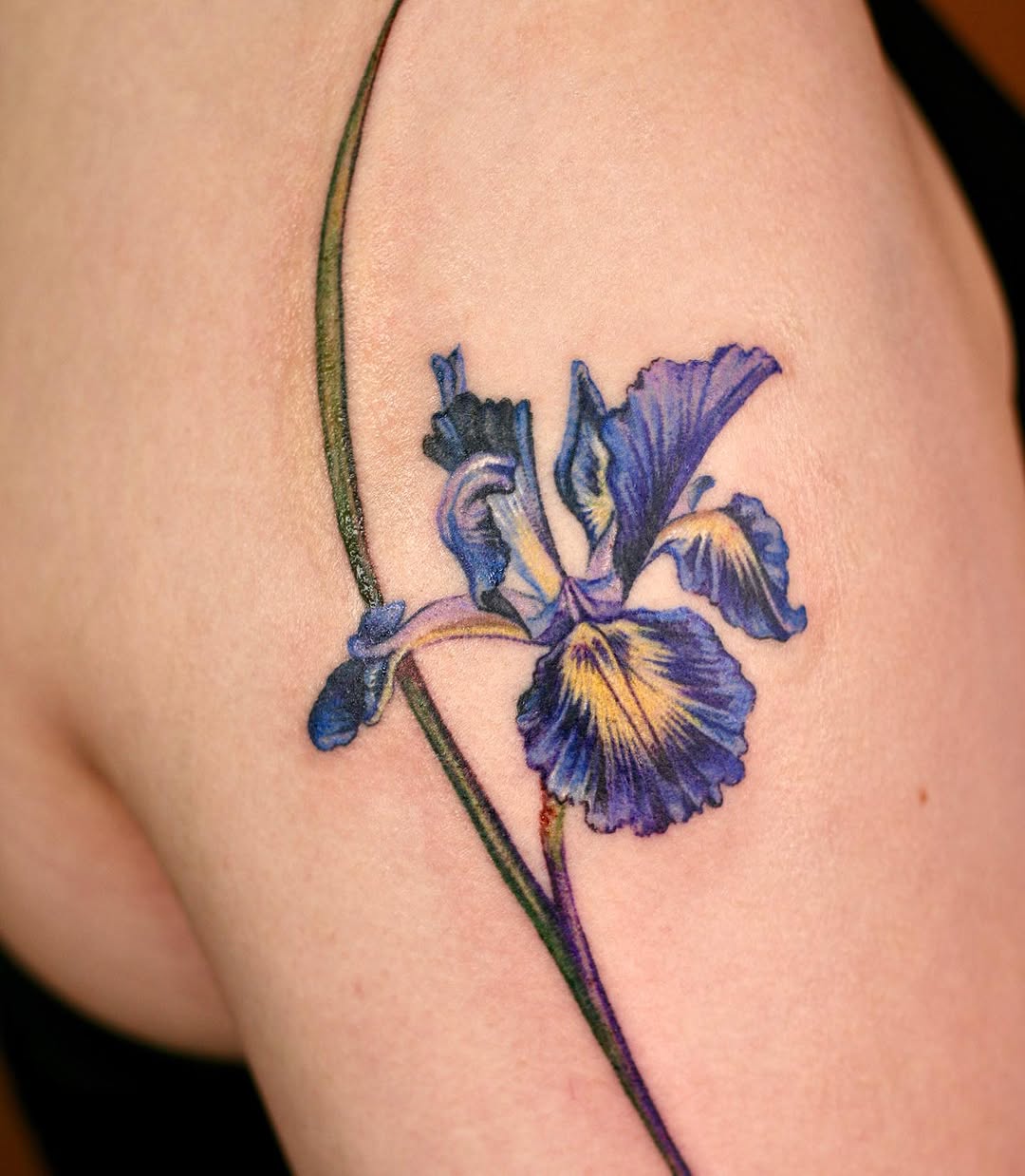 Flower, 아이리스, 백합, 난초, 튤립
