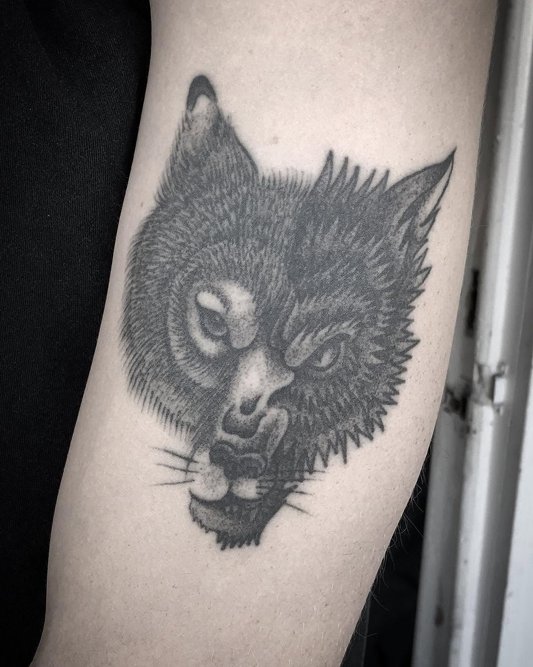 Animal, Tiger