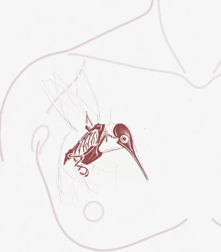 벌새