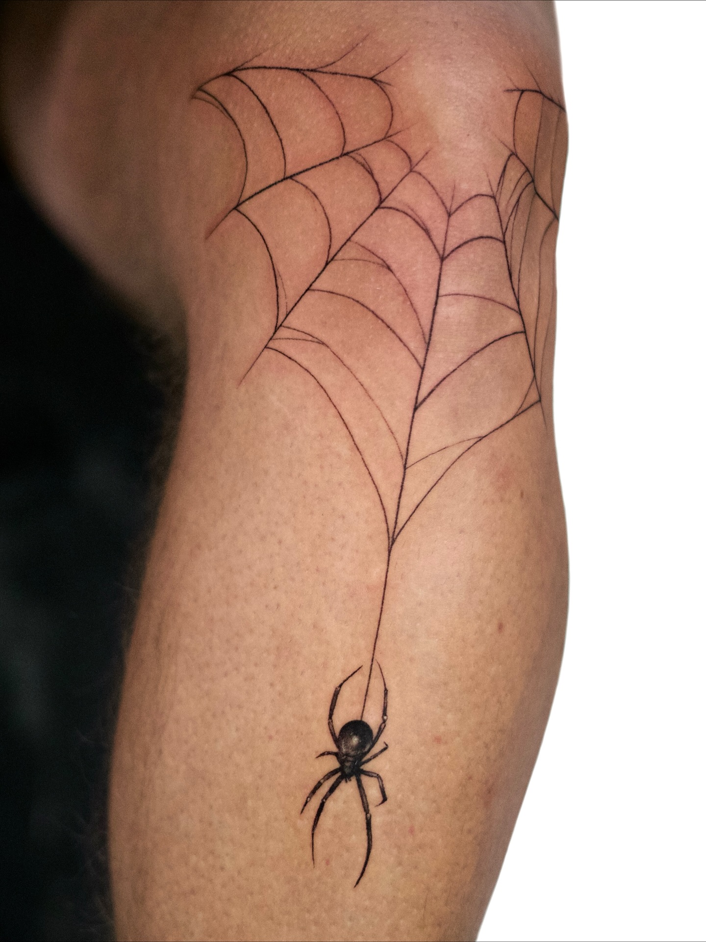 Animal, 거미