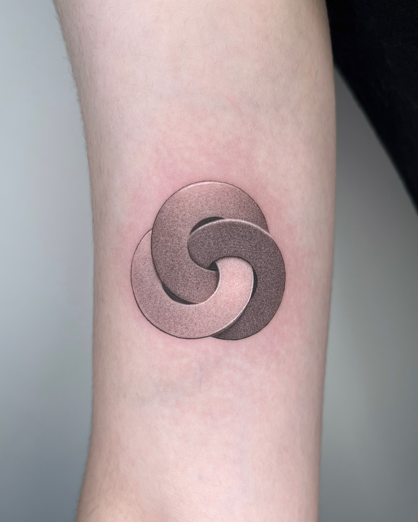 Flower, Rose, 튤립