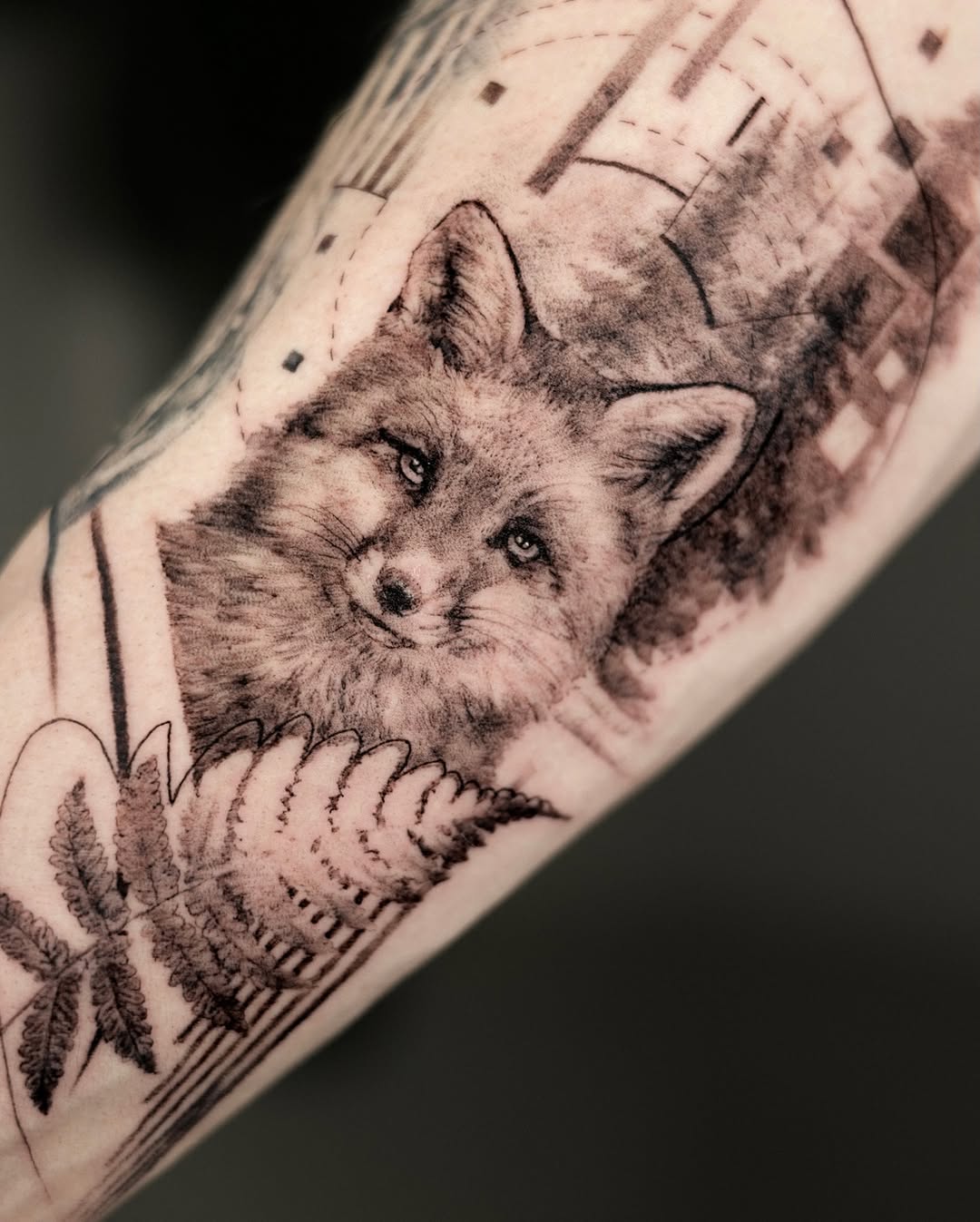 Animal, 여우