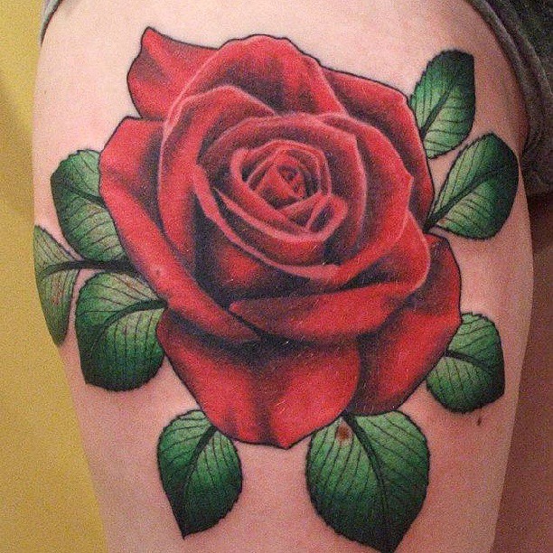 Flower, Rose, Nature