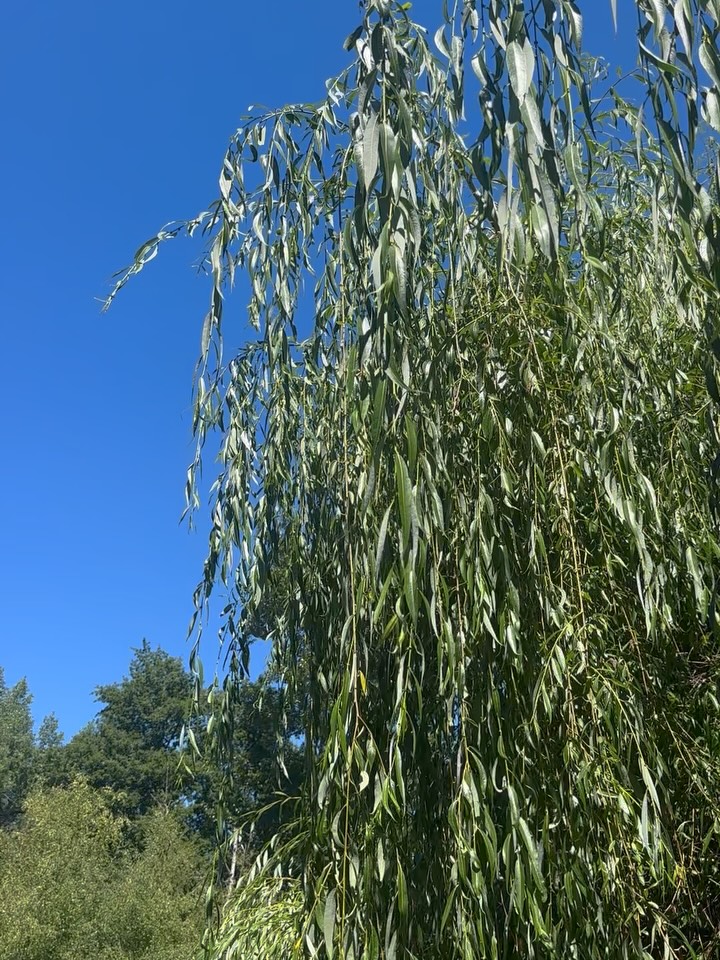 plantsnpokes