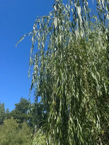Flower, 풀, 잎, 대나무, 단풍잎