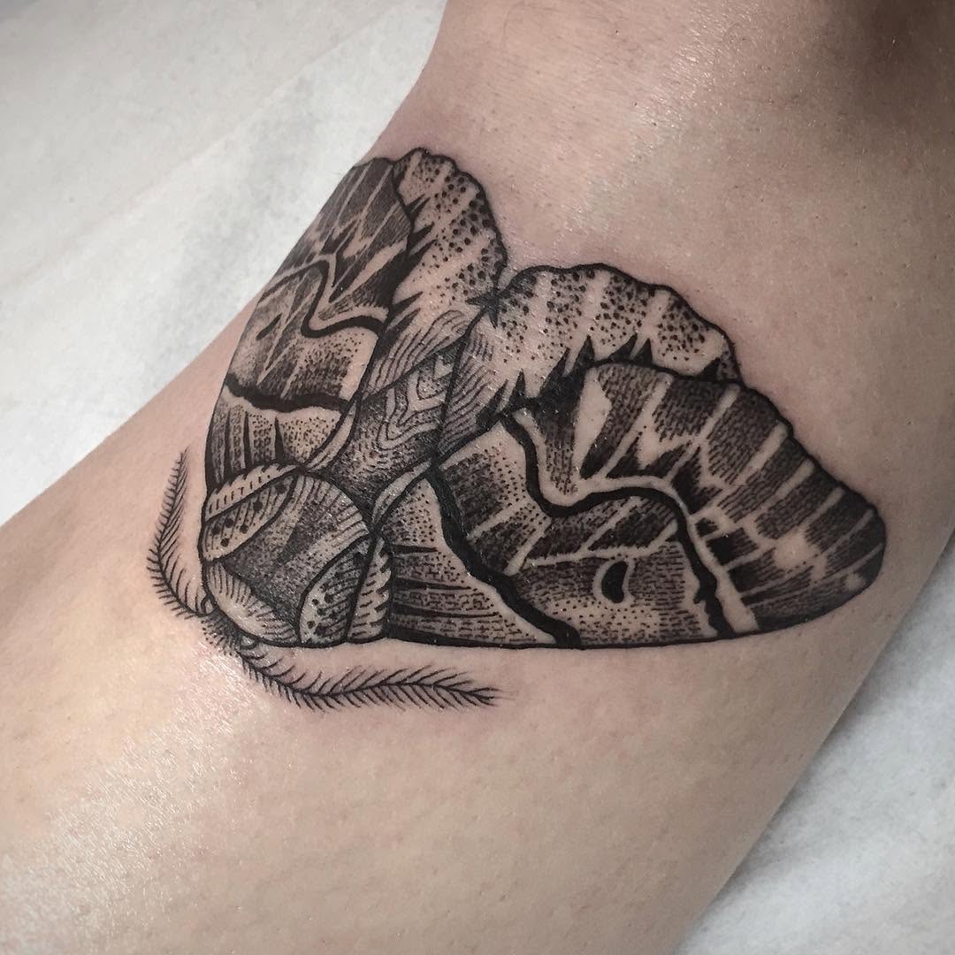 Animal, Nature