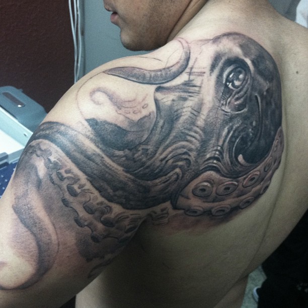 Animal