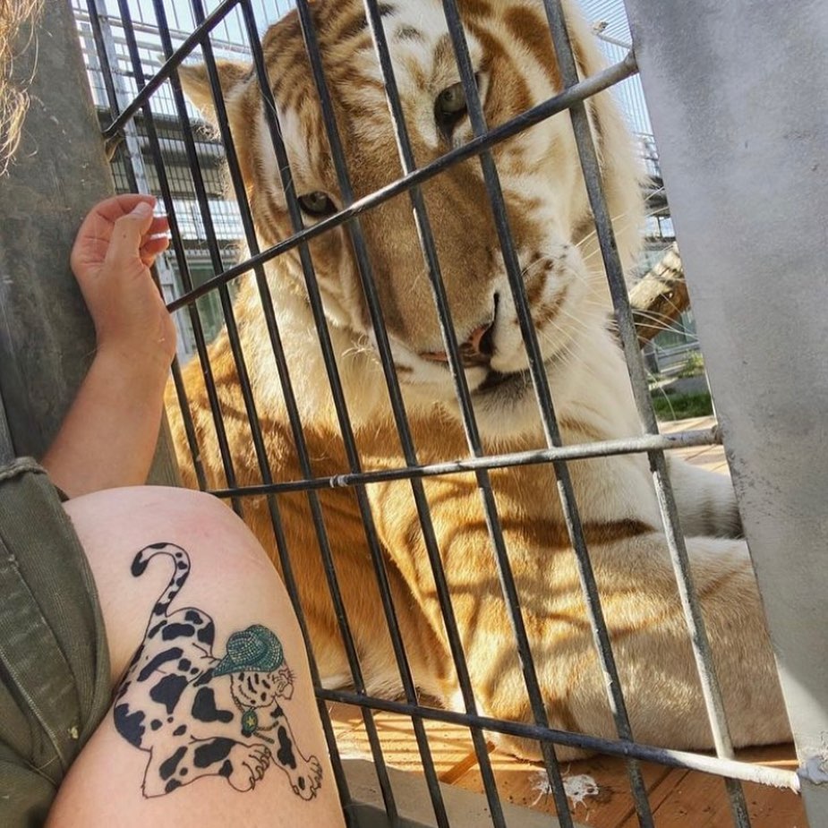 Tiger, Animal, 치타, 표범