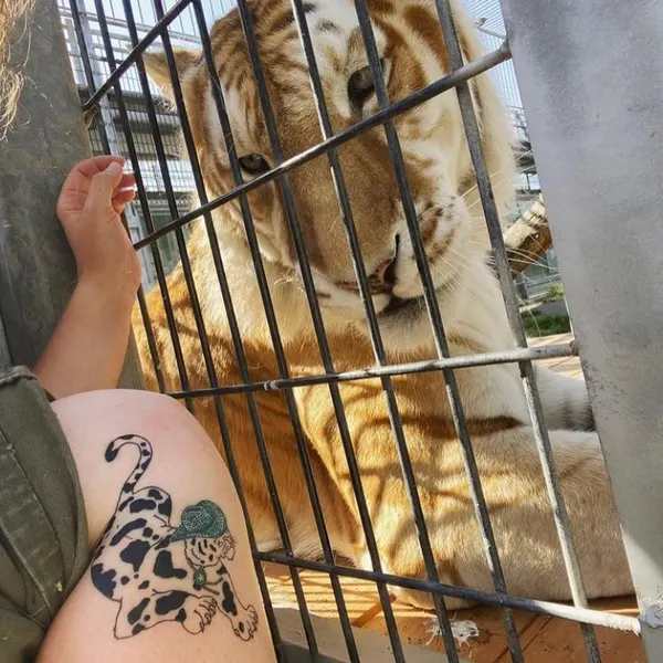 Tiger, Animal, 치타, 표범
