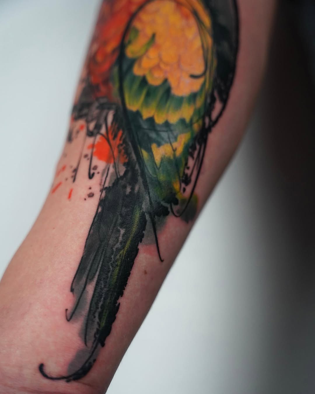 Animal, 앵무새, Nature, 공작