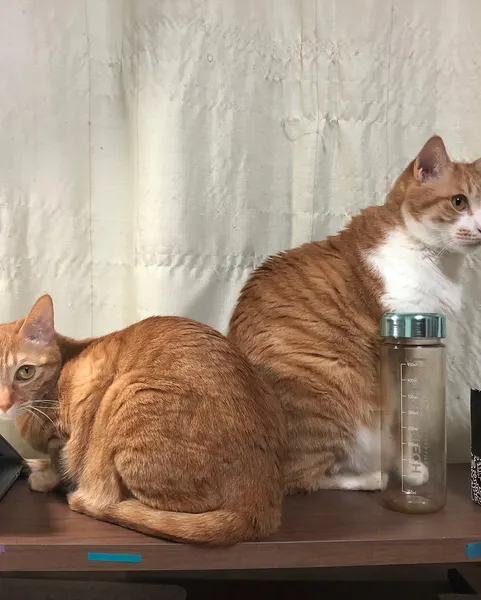 narrtats