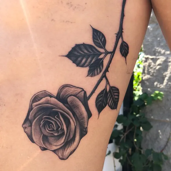 Flower, Rose, Nature