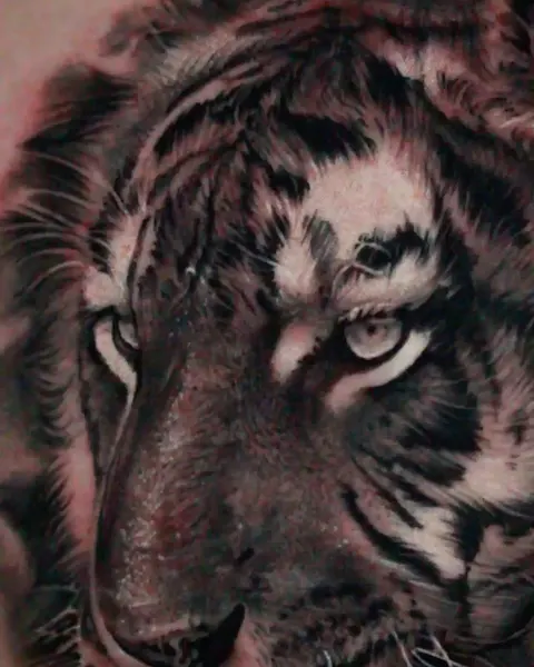 Tiger, 중국 호랑이