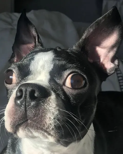 Animal