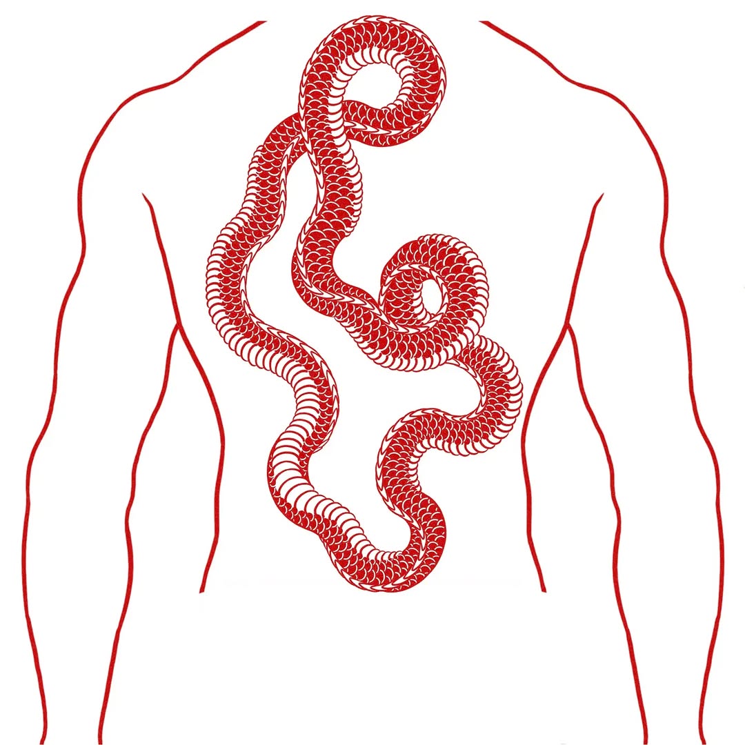 Dragon, Snake