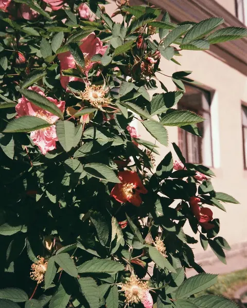 fflowerporn