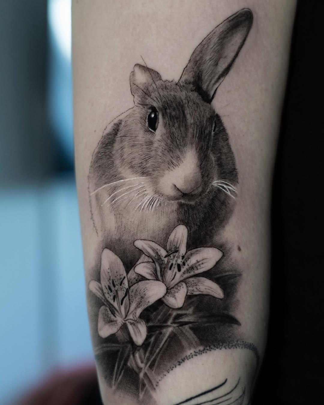 Animal, 토끼
