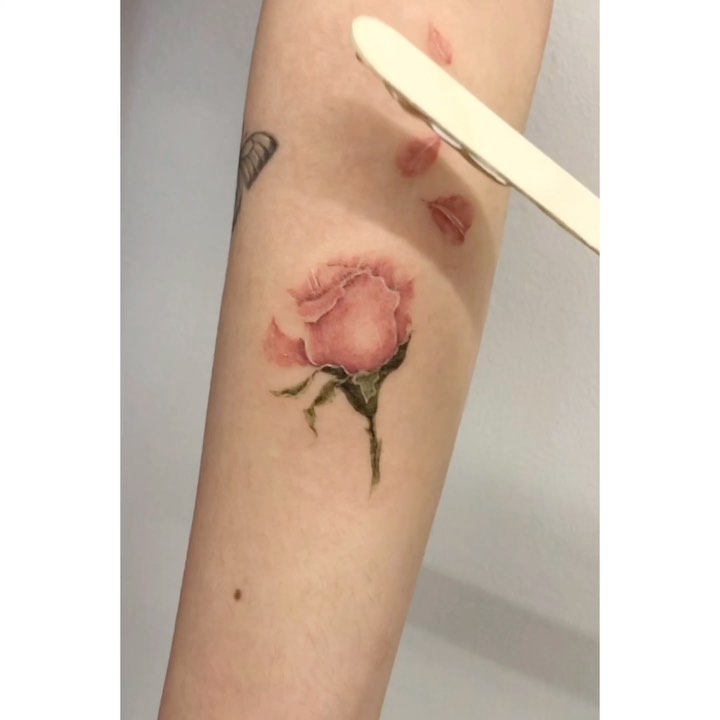 Flower, Rose