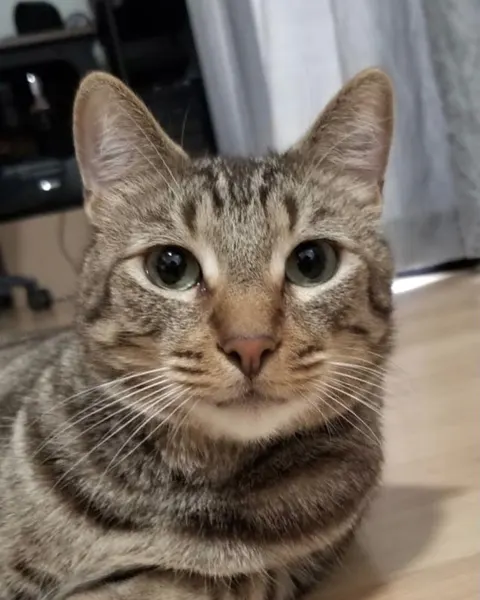 고양이