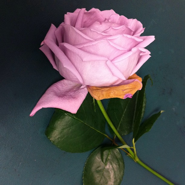 Rose, Nature, Flower