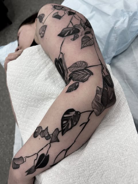 Flower, Rose, Nature