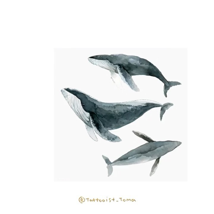 Nature, Animal